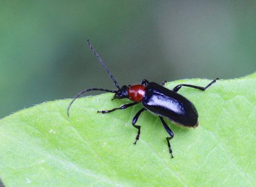 Dinoptera collaris